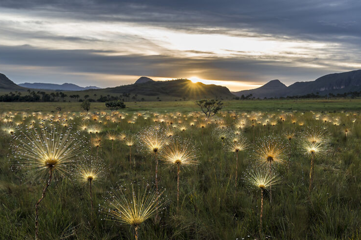 O Jardim de Maytrea: Beleza natural e um cartão-postal do cerrado.